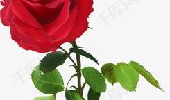 带刺的玫瑰在线观看,揭秘网络直播背后的情感纠葛